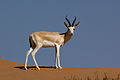 Arabian sand gazelle