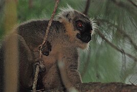 Eulemur sanfordi