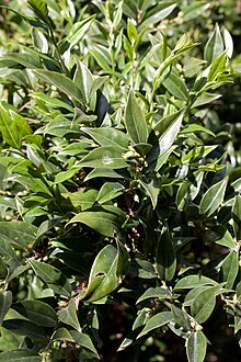 Sarcococca confusa