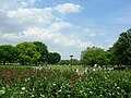 「第1次都市公園等整備五箇年計画」（1972-1977年度）に基づいて建設された名古屋市の庄内緑地（1986年開園）