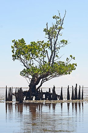 Mangroves are hardy shrubs and trees that thrive in salt water and have specialised adaptations so they can survive the volatile energies of intertidal zones along marine coasts. Sonneratia alba - Manado (2).JPG