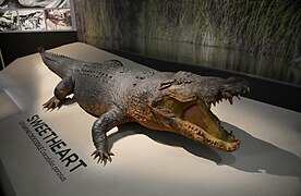 Sweetheart was the name given to a 5.1 m (17 ft) male saltwater crocodile and Northern Territory folk legend responsible for a series of attacks on boats in Australia in the seventies.