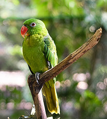 Tanygnathus sumatranus -adult male-8-1c.jpg