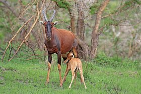 Topi fêmea e filhote amamentando no Parque Nacional Rainha Elizabeth, Uganda