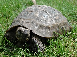 Tortoise Fred.jpg