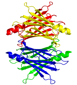 Transthyretin protein structure