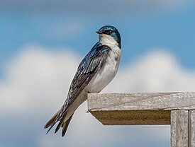 Древесная американская ласточка (Tachycineta bicolor)