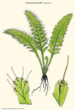 Description de l'image Trichomanes arbuscula (Trichomanes bancroftii).jpg.
