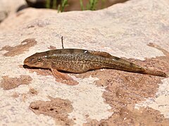 Tibetan stone loach on a rock