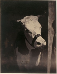 Vache normande, Concours agricole universel de Paris, 1856.