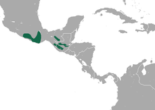 Verapaz Shrew area.png