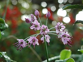 Valkoruohosipuli (Allium chinense)