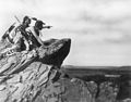 Watching The Herd, Roland W. Reed