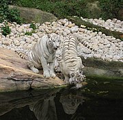 White tigers drinking.