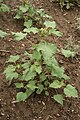 Xanthium orientale