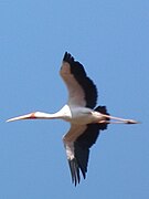 Photo de tantale ibis