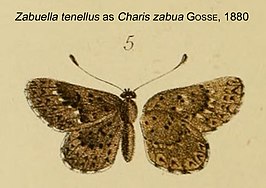 Zabuella tenellus