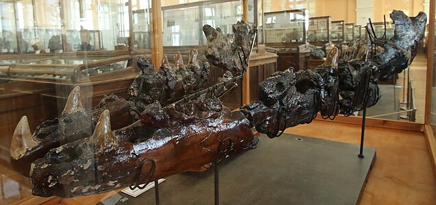 L'exemplar de Penza, un dels fòssils més grans coneguts de Mosasaurus