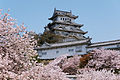 Sakura at Himeji Castle