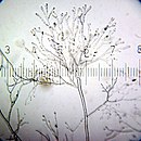 20100916 011605 Mycelium.jpg