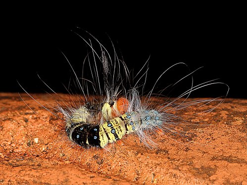 Caterpillar at Langkawi UNESCO Global Geopark. Photograph: Twhrl