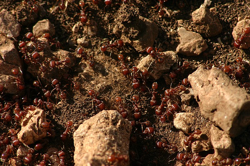(Solenopsis invicta) This photo shows a colony of ants from Texas