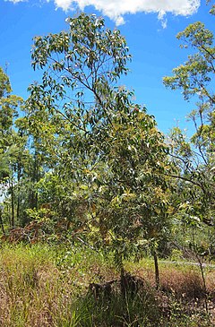 Description de l'image Acacia flavescens habit.jpg.