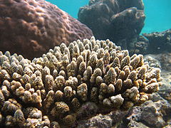 A. gemmifera, detrás colonia de Porites sp., en Maldivas