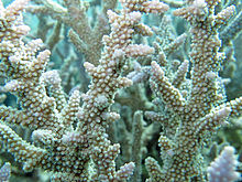 Acropora horrida