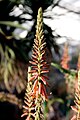 Aloe eremophila (de)