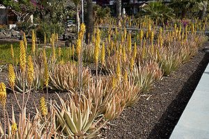 Aloe vera in Playa del Inglés, Gran Canaria, Spain