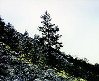 Pine tree representing an elevational tree-limit rise of 105 m over the period 1915-1974. Nipfjallet, Sweden Alpineplantssweden.jpg