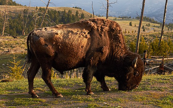 Амерички бизон (Bison bison), Вајоминг