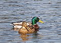 Mallard (mâle et femelle).