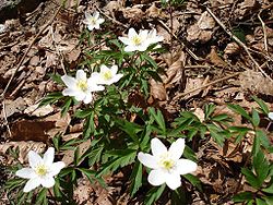 Baltais vizbulis (Anemone nemorosa)