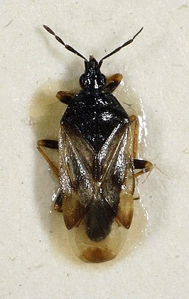 Anthocoris pilosus