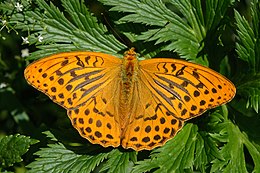 Didysis perlinukas (Argynnis paphia)