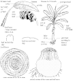 Parts of Banana Plant --- வாழை மரத்தின் பாகங்கள்