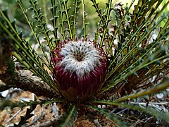 Description de l'image Banksia dallanneyi 1.jpg.