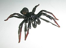 BannerghattaBlackSpider.jpg