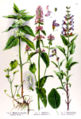 Betonika lekárska (Stachys officinalis)