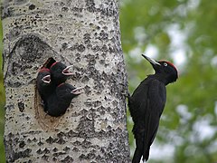 Oiseau posé sur un tronc. Trois petits sortent leur tête d'un trou dans ce tronc.