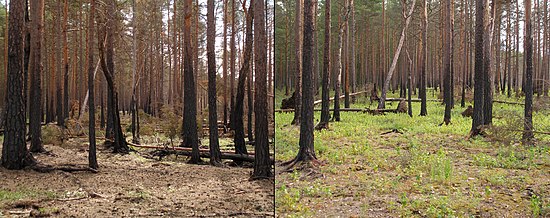 Succession after disturbance: a boreal forest one year (left) and two years (right) after a wildfire. Boreal pine forest after fire.JPG