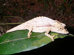 Description de l'image Brookesia_nasus_01.jpg.