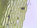 Bryum caespiticum, lamina cells, magnified 400 times Photo by Kristian Peters