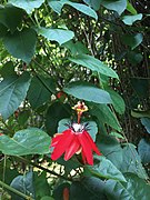 Bunga Passiflora di Kebun Raya Bogor