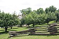 Apple Orchard