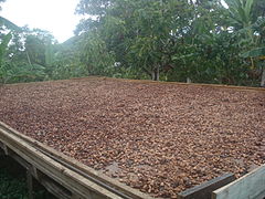 Theobroma cacao Cacao