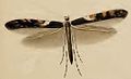 Caloptilia semifascia