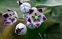 Calotropis procera flowers.jpg